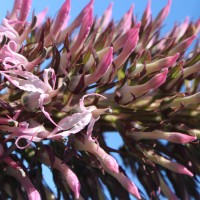 Lobelia leschenaultiana (C.Presl) Skottsb.